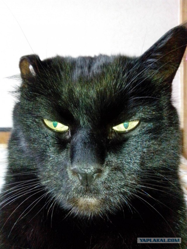 Котовторник 28.04.2015