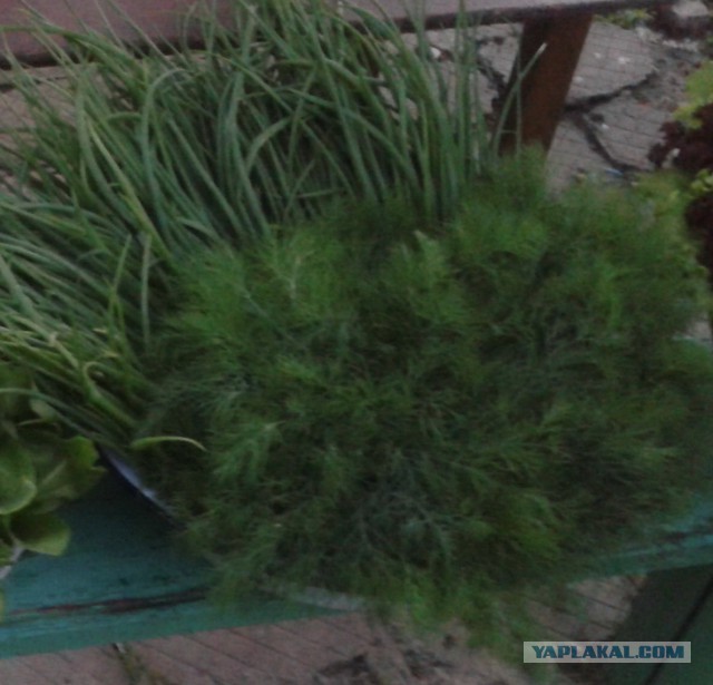 От скуки на все руки