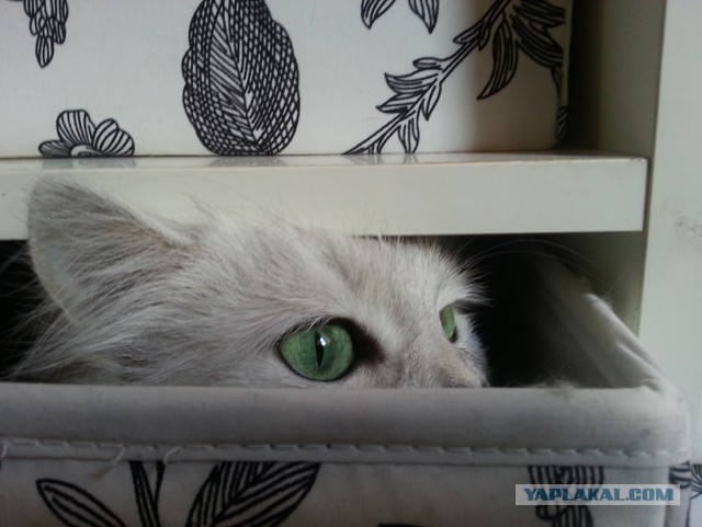 Кошки vs. пакеты