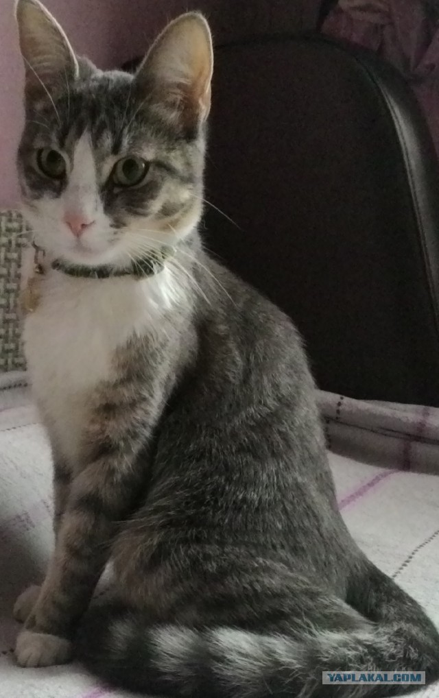 Котовторник 28.07.2015