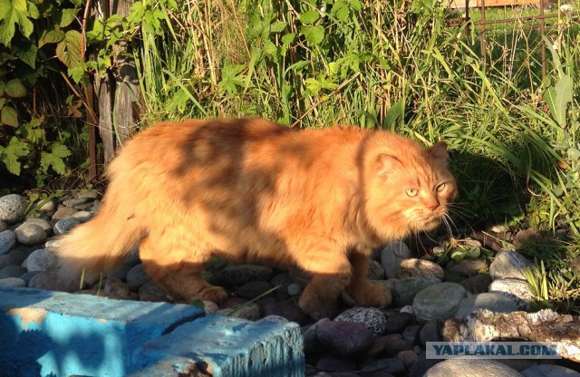 Котовторник 18.08.2015