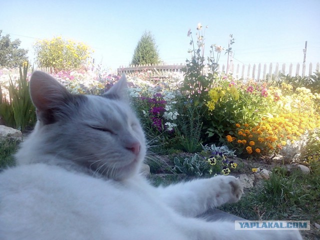 Котовторник 18.08.2015