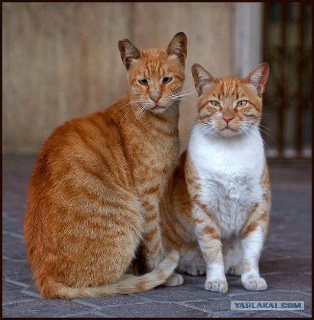 Котовторник 13.10.2015