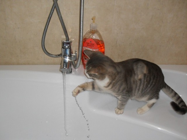 Котооо-о-о-вторник