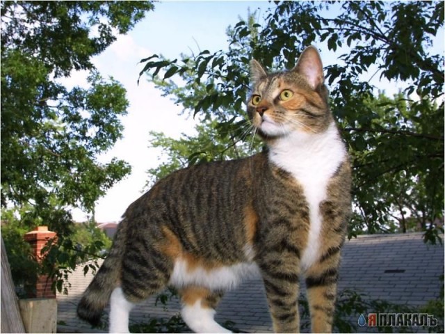 Коты Среды