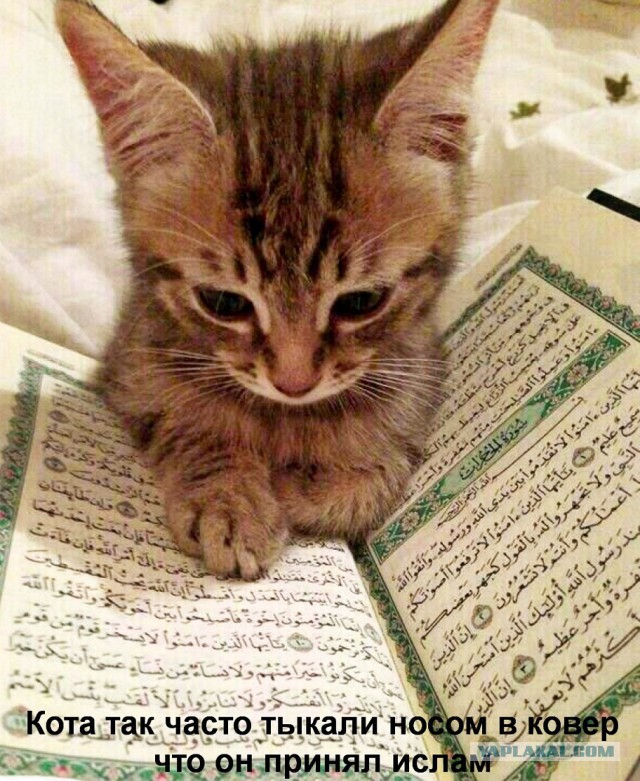 Смешные картинки с надписями