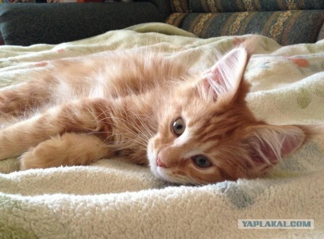 Небольшой фото-отчет ко втонику: мейн-кун Шелдон Купер