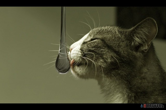 Котовторник!