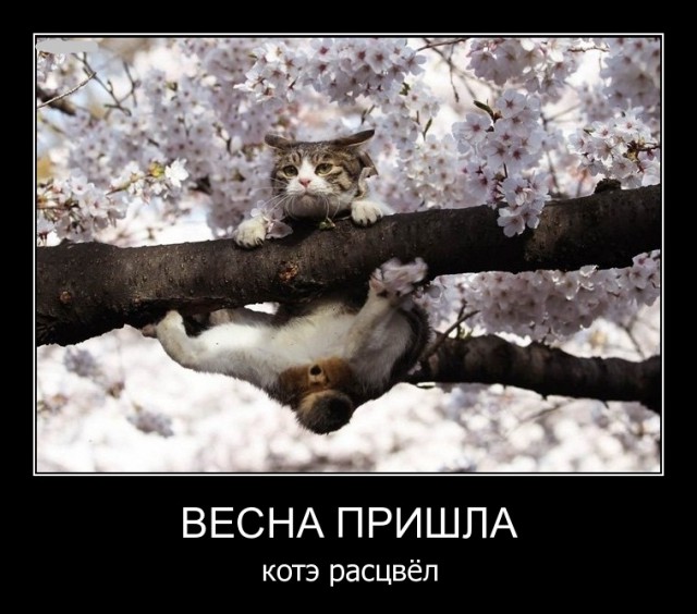 Субботняя подборочка картинок