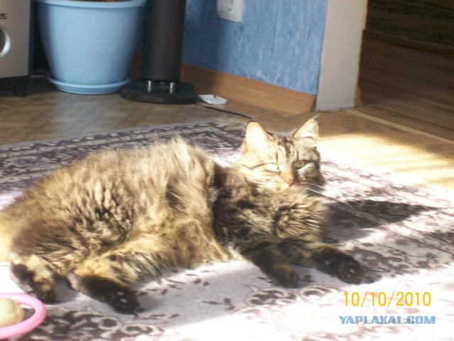 Я у мамы рукожоп, или кровать-чердак