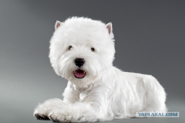 Страшно красивые терьеры