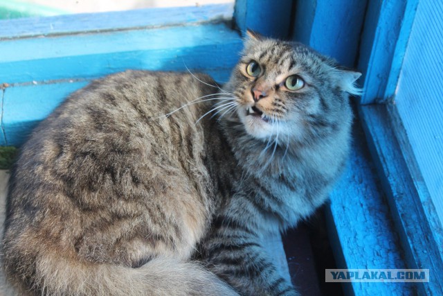 Котовторник 19.07.2016