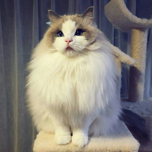 Коты из сети