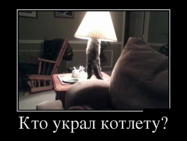 Коты из сети