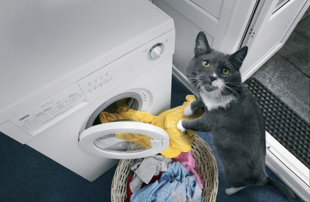 Коты из сети
