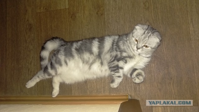Котовторник 24.01.2017