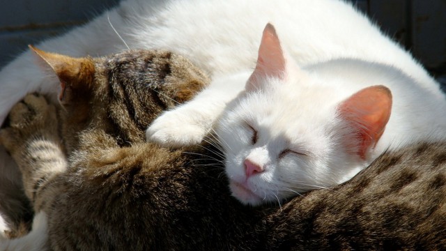 Коты и Кошки