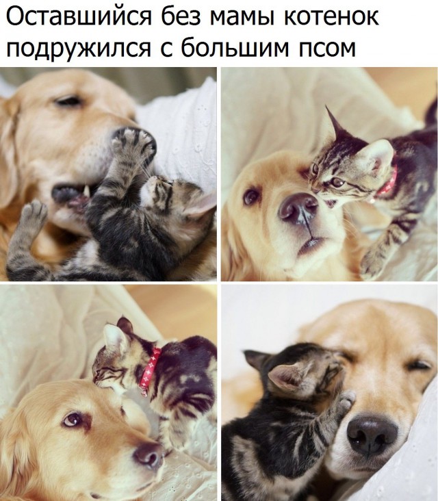 Самые смешные животные