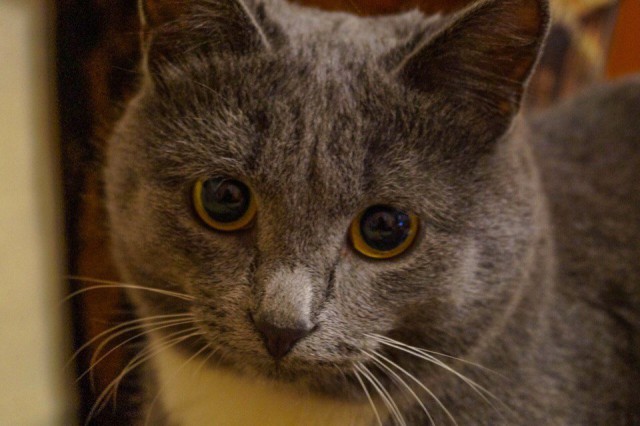 Коты и Кошки
