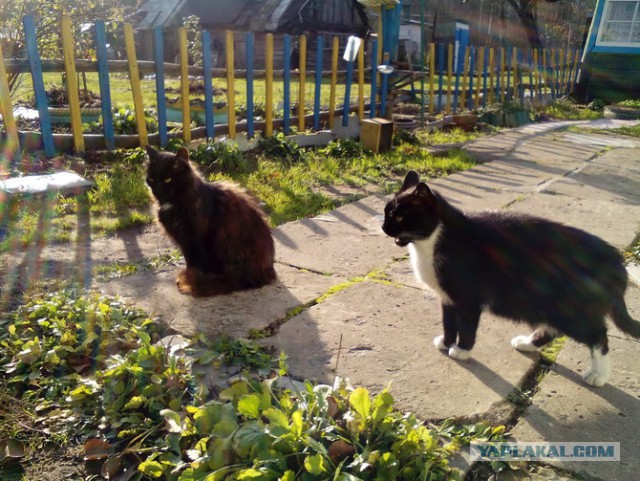 Котовторник 20.02.18