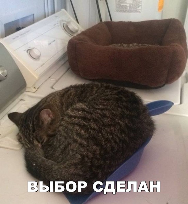 Прикольные картинки обо всем