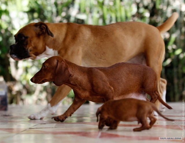 Большая собака - в душе щенок