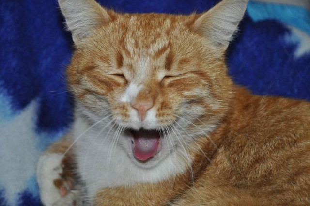 Конфликт некой гражданки с коллекторами