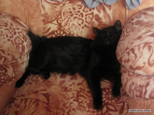 Котовторник