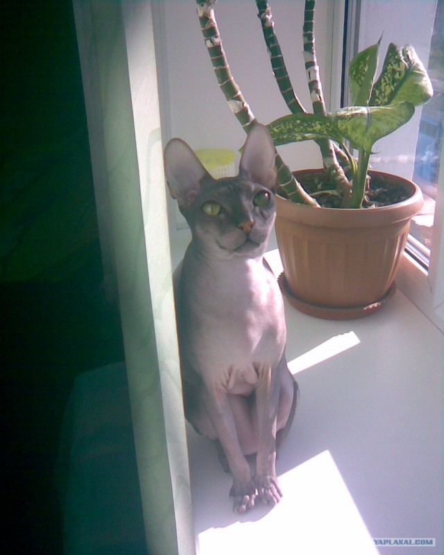 Котовторник с Максом