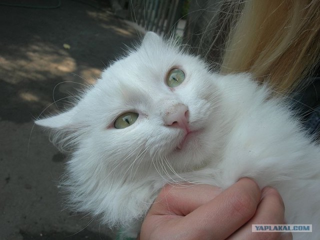 Котовторник так котовторник!