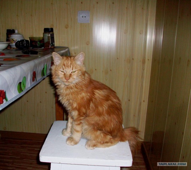 Котовторник 1.11.11