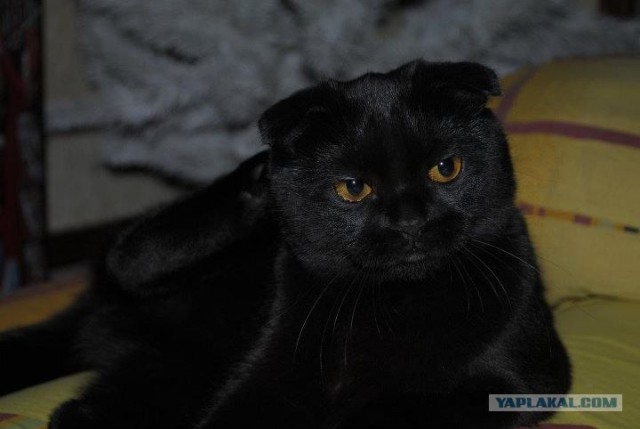Котовторник (24. 01. 2012 )