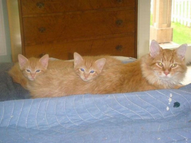 Котовторник (14.02.2012)