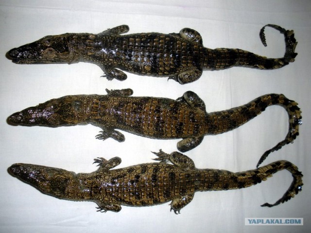 Как рождаются крокодилы