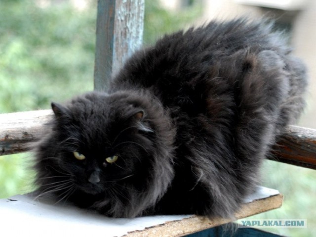 Котовторник 07.08.2012