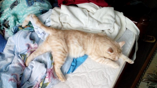 05.03.19 Котовторник же