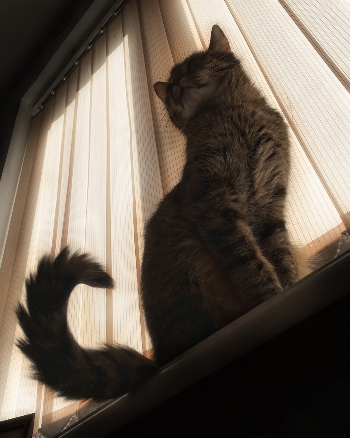 Котобелочка