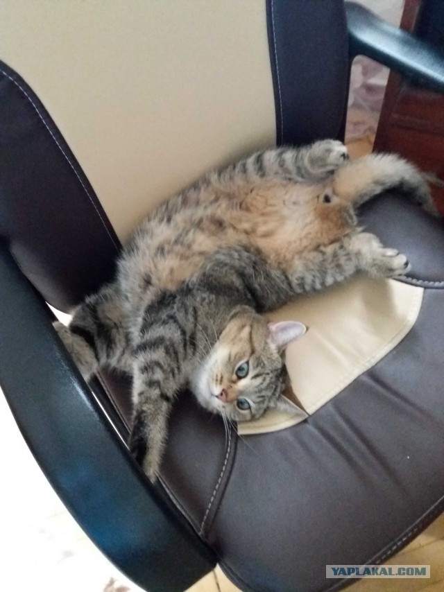 Я держался до последнего... но согласился на котенка