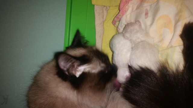 Котовторник. Пополнение семейства