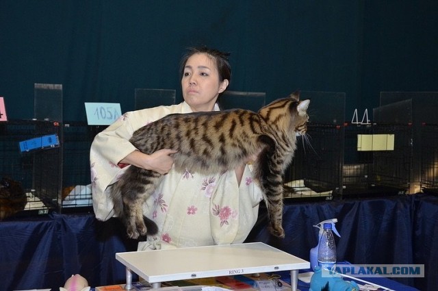 Пандемия. Коронавирус. Россия и мир. Последняя информация. Часть 20