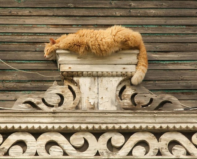 Уличные котаны