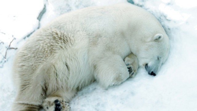 В Екатеринбургском зоопарке от проглоченной детской игрушки умер белый медведь Умка