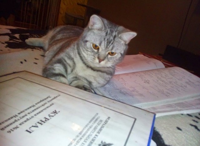 Хоба! Котовторник!