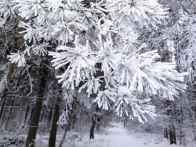 Не корона, не куркод, не казахи. Глянь на снежную сказку