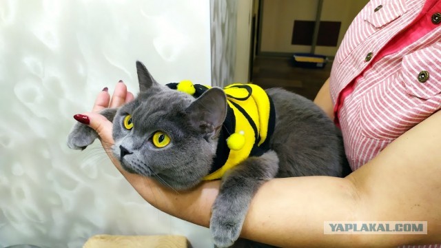 Котовторниковское