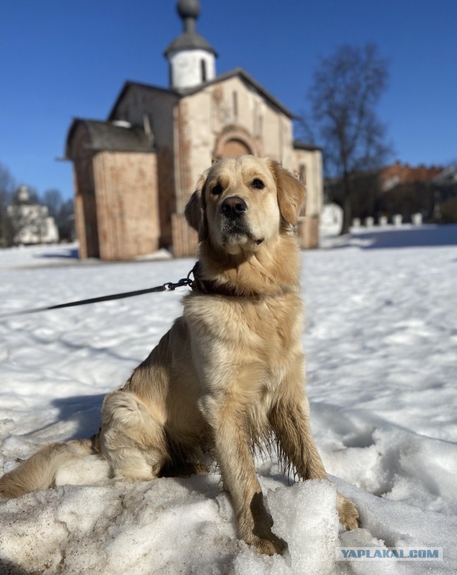 Я люблю свою собаку