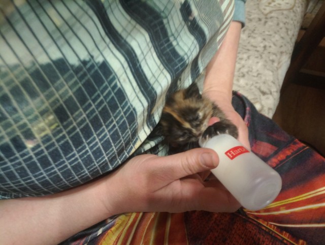 Котоферма