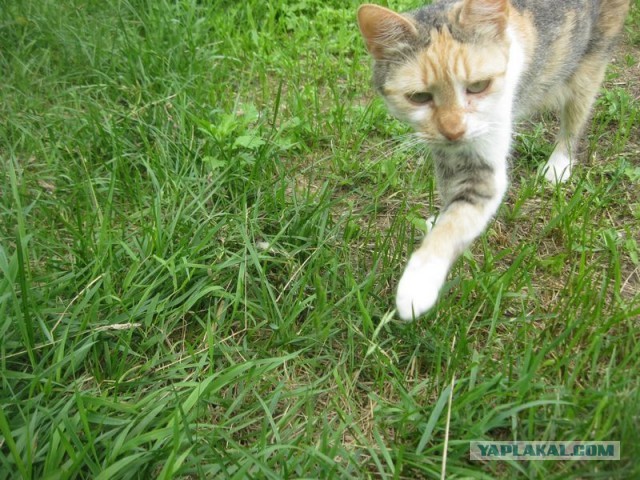 Жизнь домашнего приюта для котеек 402