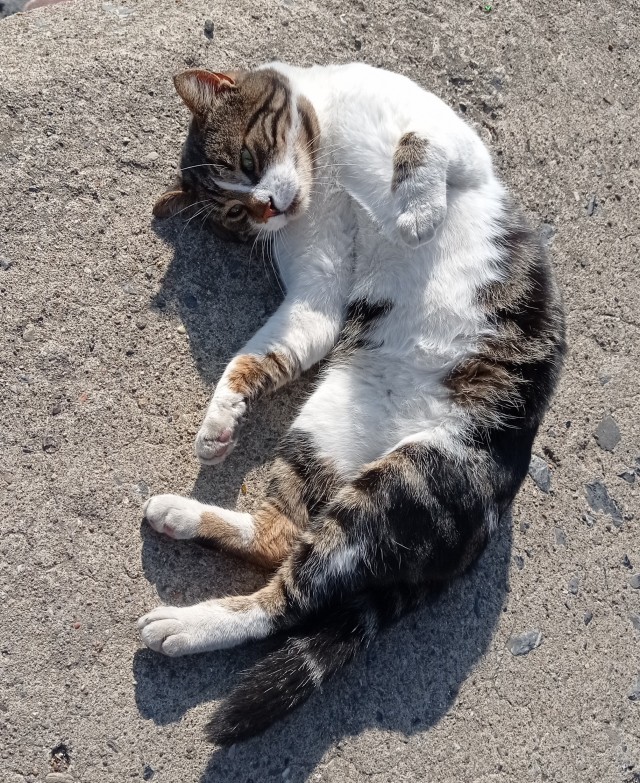 Вторник, ваши коты и кошки в студию