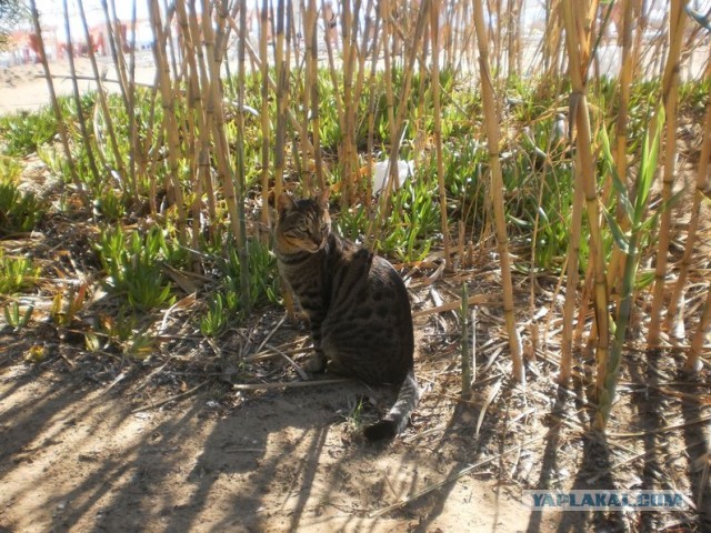 Котики Стамбула